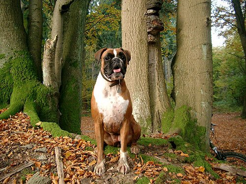 Deutscher Boxer - Hundebilder - Boxer images