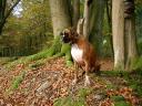 deutscher-boxer-9.jpg