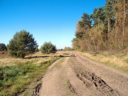 Die Lüneburger Heide