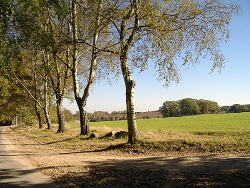 Die Lüneburger Heide