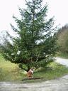 weihnachtsbaum-xmas-11.JPG