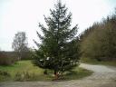 weihnachtsbaum-xmas-12.JPG