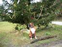 weihnachtsbaum-xmas-13.JPG