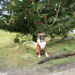 Hund Weihnachtsbaum - Weihnachten Christmas Dog