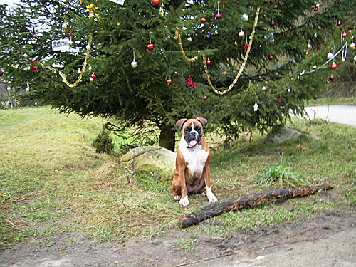 Hund Weihnachtsbaum – Weihnachten Christmas Dog