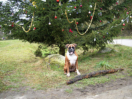Hund sitzt vor Weihnachtsbaum - fröhliche Weihnachten 2007