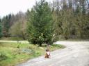 weihnachtsbaum-xmas-15.JPG