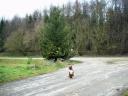 weihnachtsbaum-xmas-16.JPG