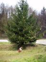 weihnachtsbaum-xmas-18.JPG