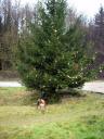weihnachtsbaum-xmas-19.JPG
