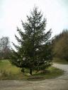 weihnachtsbaum-xmas-20.JPG