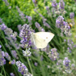 Bluehender Lavendel mit Schmetterling