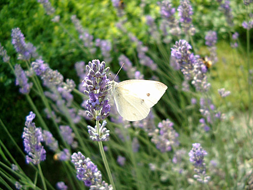 Lavendel mit Schmetterling