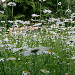 Bluehende Margeriten