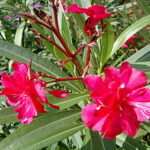 Oleander in der Bluete