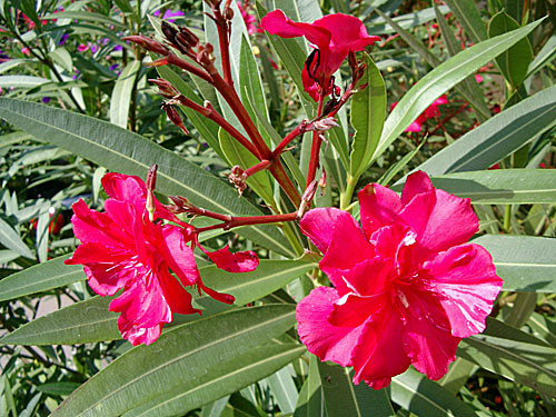 Blühender Oleander