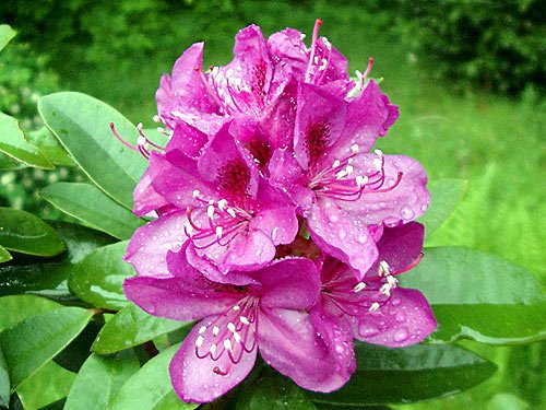 Rhododendron