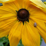 Sonnenblume