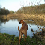 Hund an der Bille in Reinbek