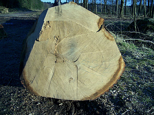 Wald-Skandal in der Wentorfer Lohe bei Hamburg