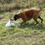 Hundebilder - Boxer begruesst kleinen Papillon