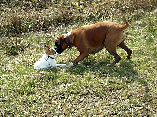 Hundebilder – Boxer begruesst kleinen Papillon