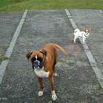 Boxer und Papillon beim Spaziergang - Hundebilder