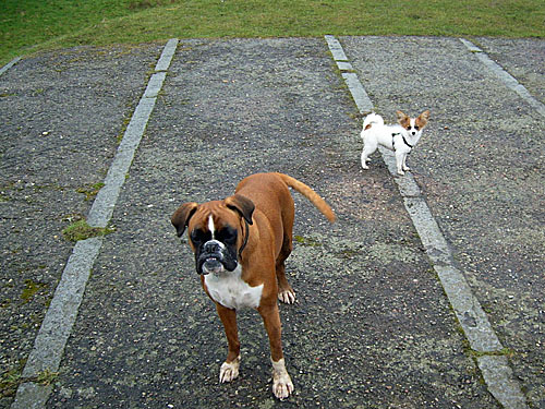 Boxer und Papillon - Hunde Bilder