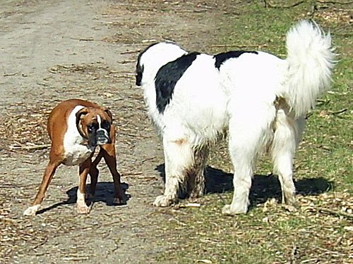 Hunde Bilder Boxer Sennenhund