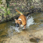 Fruehling - Hund badet in Bach - Fruehlingsbilder