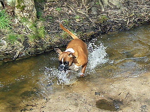 Fruehling - Hund badet in Bach