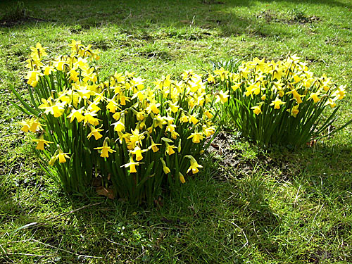 Ostern – bluehende Narzissen – Osterglocken