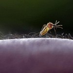 Weltgesundheitstag 2008: Klimawandel bedroht Gesundheit
