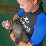 Seekuh-Waise in der Obhut von Seaworld Orlando