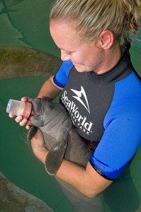 Seekuh-Waise in der Obhut von Seaworld Orlando