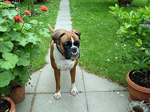 Deutscher Boxer – Hunde Bilder