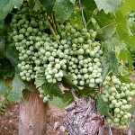 Deutscher Wein - Frankenwein in Australien ausgezeichnet
