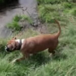 Boxer und Golden Retriever - Hunde Video