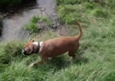 Boxer und Golden Retriever – Hunde Video