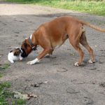 Boxer trifft Papillon - Hunde Bilder