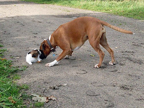 Boxer trifft Papillon – Hunde Bilder