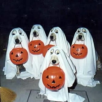 Halloween Dogs - funny pictures