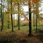 Herbst - Bildschirmschoner