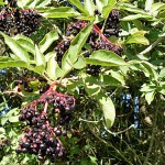 Holunderbeeren