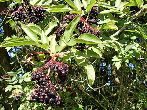 Holunderbeeren