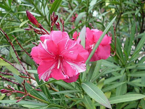 Oleander – Nerium oleander