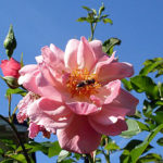 Rose mit Biene - Rosen Bilder