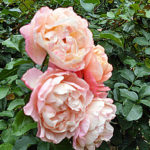 Bluehende Rose - Rosen Bilder