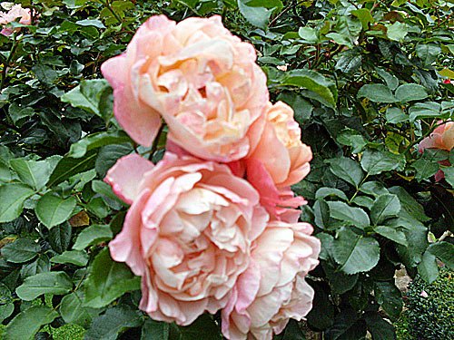 Bluehende Rose – Rosen Bilder