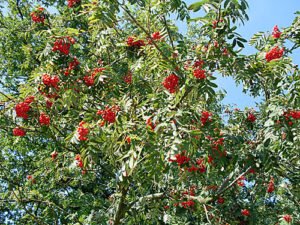 Vogelbeere – Eberesche